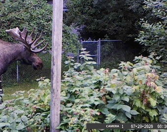 Real Jumbo MOOSE Nuggets Alaska Wild Harvested 30 Gems