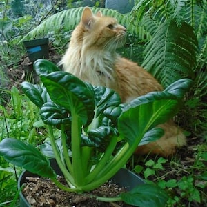 Tatsoi Alaska proven short season vegetable 20 Seeds