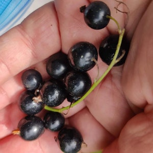 Black Currant Seeds.  Alaska Proven Grower 25 Seeds