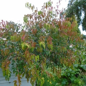 May include: A tree with green and red leaves in the fall. The tree is in a yard with other plants and a white fence in the background.