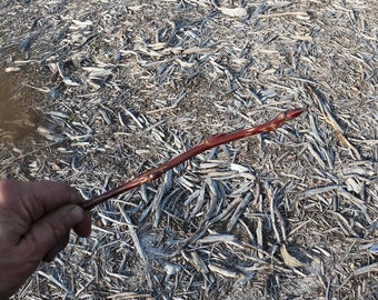 Black Cottonwood , Populus trichocarpa , Six Inch Dormant Cuttings