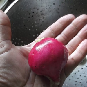 Mixed Giant Radish 25 Seeds
