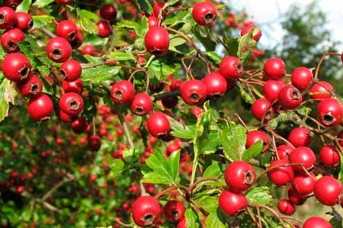 Ashwagandha / Withania somnifera 10 graines