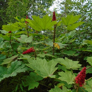 Devil's Club (Oplopanax horridus) live root for planting and propagation Dormant Root Alaska Wild Harvested