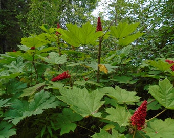 Raíz viva de Devil's Club (Oplopanax horridus) para plantación y propagación Raíz inactiva Alaska Cosechada silvestre