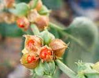 Ashwagandha / Withania somnifera 10 Seeds
