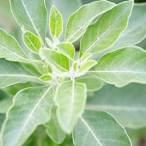 Puede incluir: Primer plano de una planta verde de hojas suaves y aterciopeladas. Las hojas tienen un color verde claro y una textura ligeramente peluda.