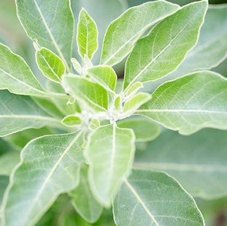 Puede incluir: Primer plano de una planta verde de hojas suaves y aterciopeladas. Las hojas tienen un color verde claro y una textura ligeramente peluda.