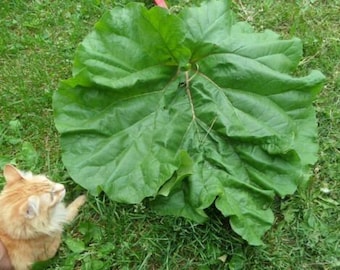 Rhubarb Heirloom Alaska Variety 25 Seeds!  USA Seller.  Alaska Grown Seed.