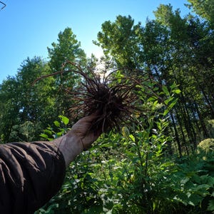 Wild Harvested Alaska Geranium Fresh Root / Geranium erianthum One Ounce