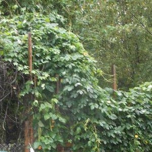 Humulus Lupulus , Hops 20 Seeds Alaska Proven Seed! - Etsy