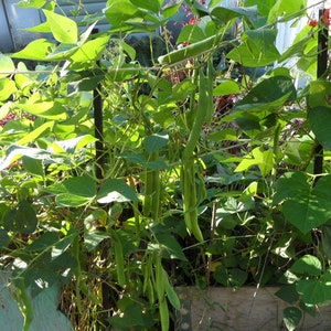 Scarlet Runner Beans 20 Seeds