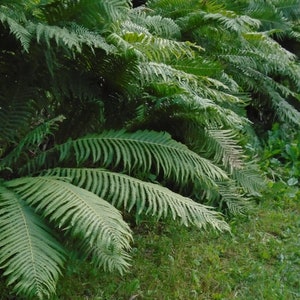 Ostrich Fern dormant root  (Matteuccia struthiopteris) Large Sized Alaska Wild Harvested