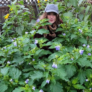 Shoo Fly Plant / Nicandra physalodes 100 Seeds image 2