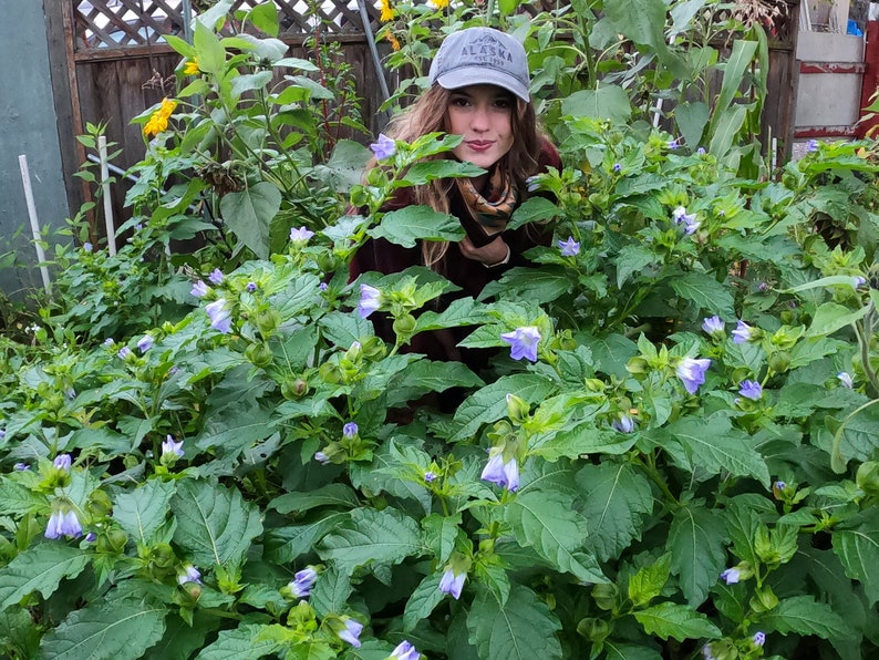 Shoo Fly Plant / Nicandra physalodes 100 Seeds image 2