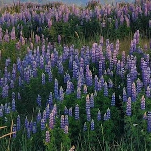 Alaska wild harvested Lupine Seed 50 Alaska Lupine Seeds