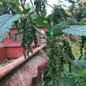 100 Stinging Nettle Seeds - Urtica Dioica