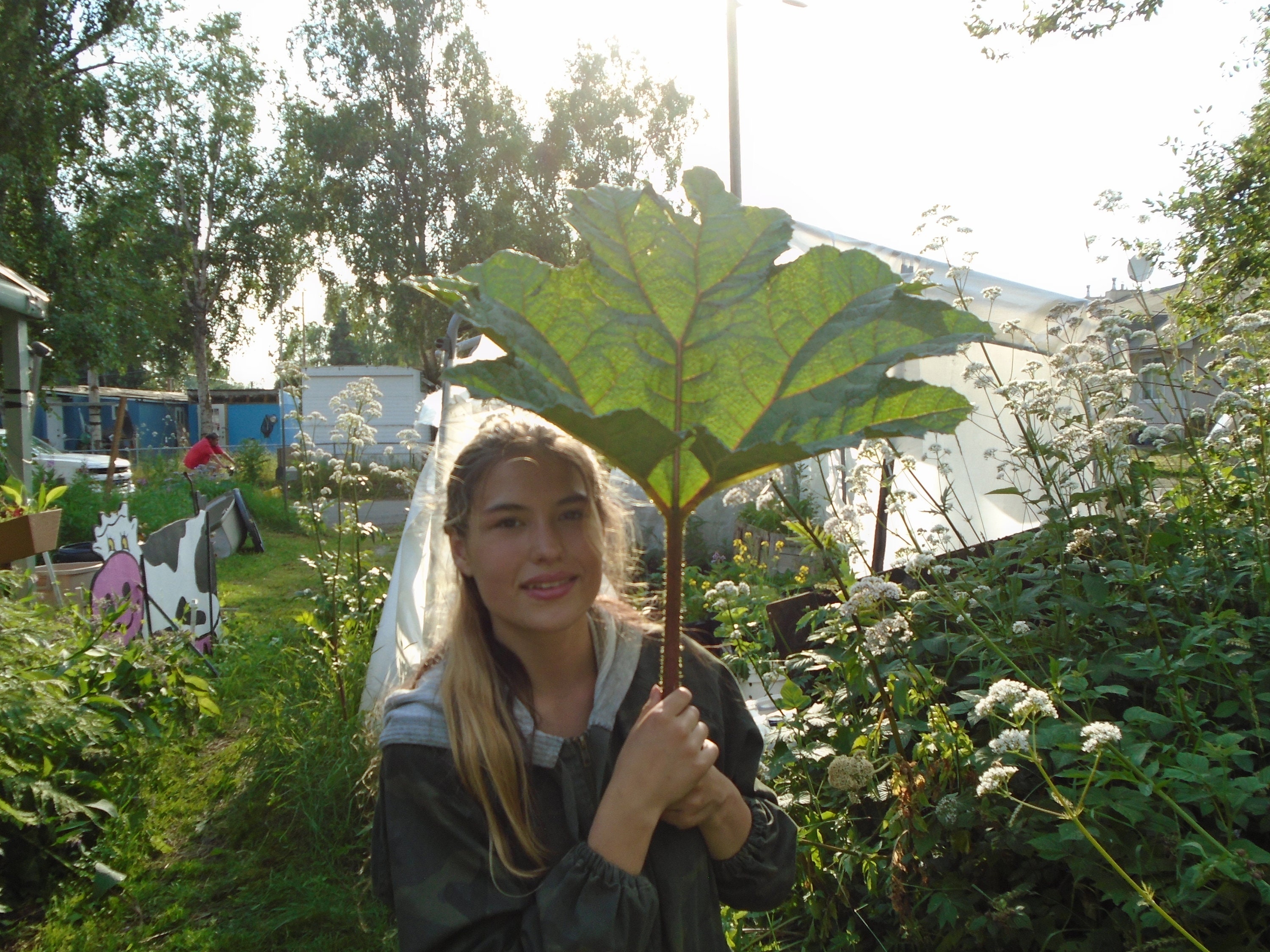 Semillas de Gunnera Tinctoria / Ruibarbo chileno / Semillas de planta de  dinosaurio (50 semillas) ¡Cosechadas en noviembre de 2024! ¡Semillas  probadas en Alaska! - Etsy México, image size:3000x2250