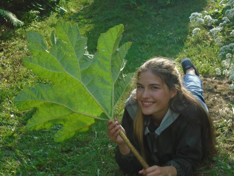 Gunnera Tinctoria / Semillas de ruibarbo chileno / Semillas de plantas de dinosaurios 50 semillas Cosechadas en noviembre de 2022 imagen 5