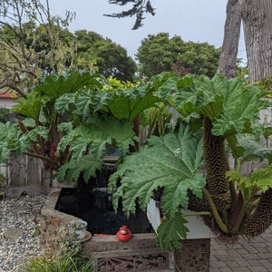 Gunnera Tinctoria / Semillas de ruibarbo chileno / Semillas de plantas de dinosaurios 50 semillas Cosechadas en noviembre de 2022 imagen 4