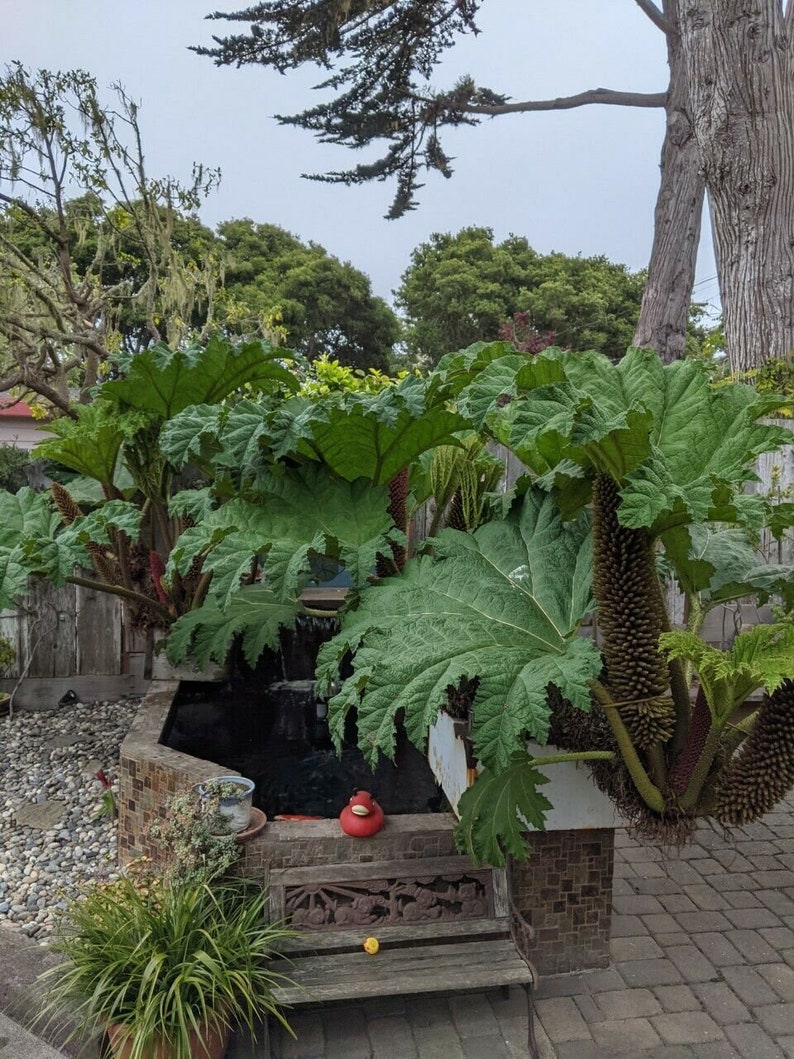 Gunnera Tinctoria / Semillas de ruibarbo chileno / Semillas de plantas de dinosaurios 50 semillas Cosechadas en noviembre de 2022 imagen 4