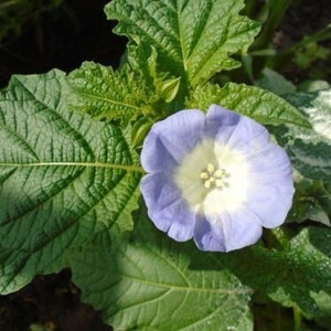 Shoo Fly Plant / Nicandra physalodes 100 Seeds image 4