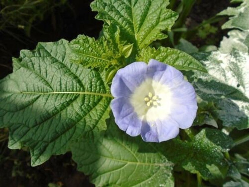 Shoo Fly Plant / Nicandra physalodes 100 Seeds image 4