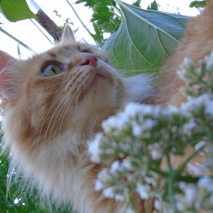 Valerian Valeriana officinalis 50 Seeds