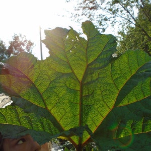 Gunnera Tinctoria / Semillas de ruibarbo chileno / Semillas de plantas de dinosaurios 50 semillas Cosechadas en noviembre de 2022 imagen 1