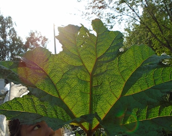 Gunnera Tinctoria / Chilean Rhubarb Seeds / Dinosaur Plant Seeds (50 seeds)  Harvested in November 2022