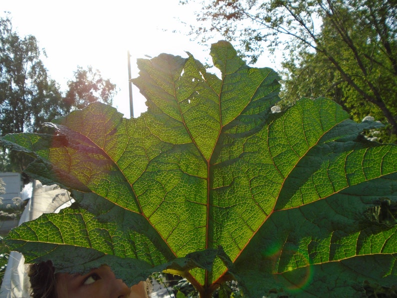 Gunnera Tinctoria / Semillas de ruibarbo chileno / Semillas de plantas de dinosaurios 50 semillas Cosechadas en noviembre de 2022 imagen 1