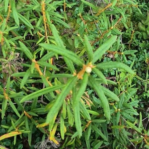 Labrador tea, Rhododendron groenlandicum Live Plant Alaska Wild Harvested