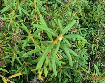 Té de Labrador, Rhododendron groenlandicum Planta Viva