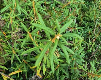 Té de Labrador, Rhododendron groenlandicum Planta viva recolectada en estado silvestre en Alaska