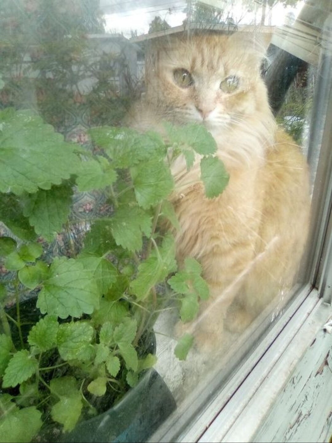 Catnip Seed With Growing Directions. 100 Seeds Etsy