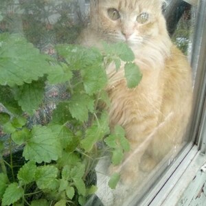 Catnip seed with growing directions. (100 seeds)