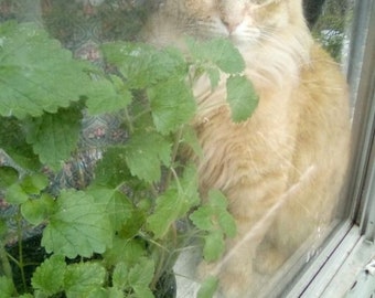 Catnip seed with growing directions. (100 seeds)