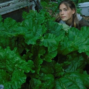 Rhubarb Heirloom Alaska Variety 25 Seeds!  USA Seller.  Alaska Grown Seed.