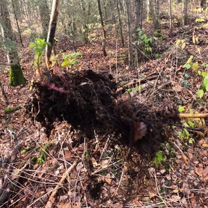 Stinging Nettle Live DORMANT Roots Alaska Wild Harvested