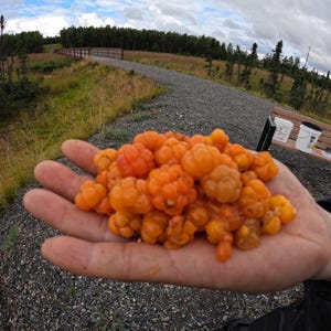 Cloudberry. Rubus chamaemorus.  Alaska Wild Harvest. Live plant