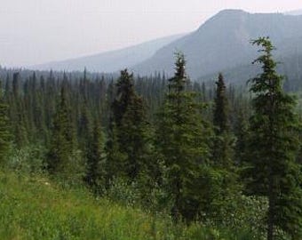 25 SEMILLAS DE ABEJA BLANCA - Picea glauca, cosecha silvestre de Alaska