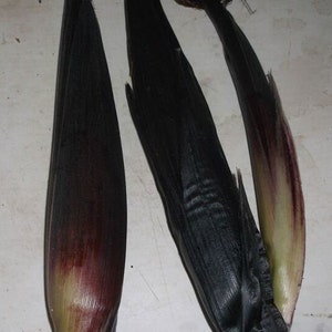 Painted mountain corn.  Hardy cold weather short season corn. 10 Seeds.