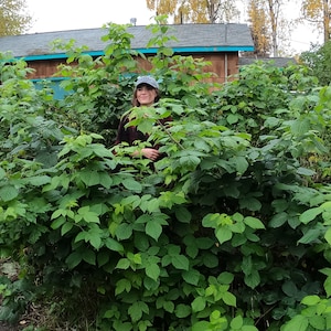 May include: A dense, tall raspberry bush with vibrant green, serrated leaves and thin, woody stems. The plant features a lush, sprawling growth pattern that fills the frame, showcasing the natural texture and layered foliage of the shrub.