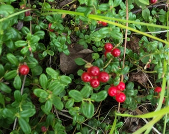 Vaccinium vitis-idaea /Lingonberry 4  Live Dormant Plants