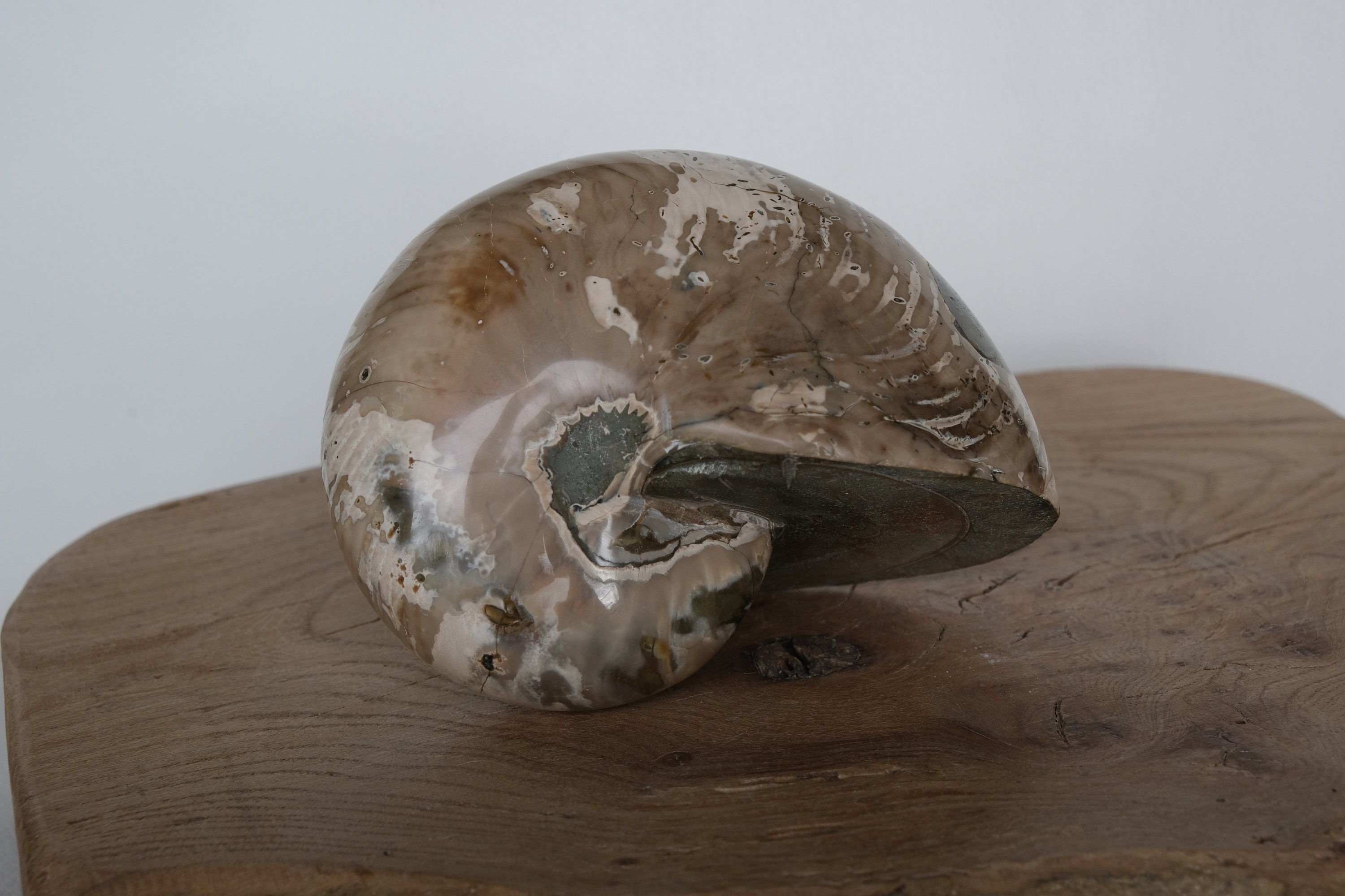 Ammonite Poids 0.998 Kg