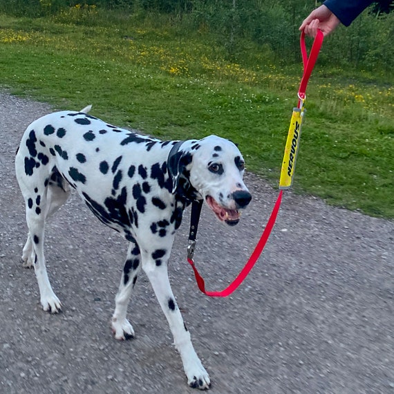 Double ended sale nervous dog lead
