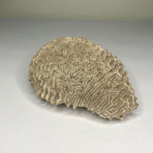 Könnte beinhalten: Ein beiges, natürliches Korallenexemplar mit einer komplexen, strukturierten Oberfläche. Die Koralle hat eine abgerundete Form mit komplizierten Mustern, die ihre organische Struktur zeigen. Die Farbe ist ein helles, neutrales Beige.