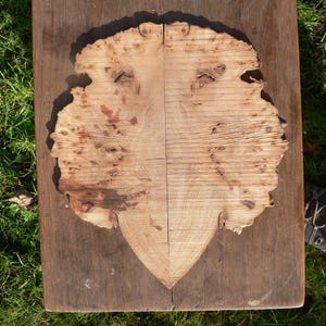 Burr elm slices inlay for art or craft projects image 3