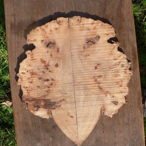 Burr elm slices inlay for art or craft projects image 6