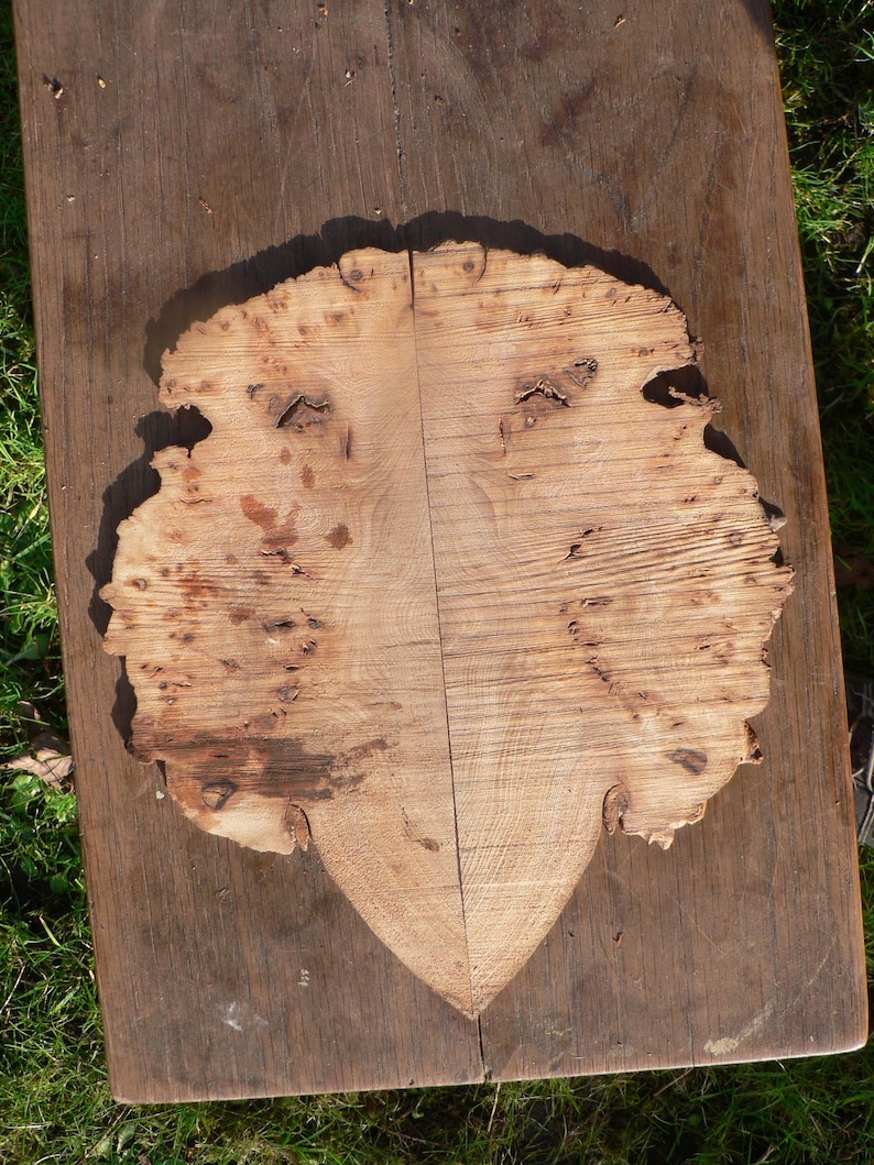 Burr elm slices inlay for art or craft projects image 6
